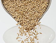 barley kernels